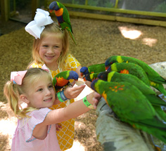 Parrot Mountain Attraction in Pigeon Forge