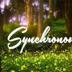 Synchronous Fireflies 2024
